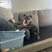Lilo is registered to the contest to win money with this photo: bulldog, dog, pet, couch, blanket, plastic_container, indoor, window, smiling, fur, tongue_out, floor, home, cozy, animal, paw, resting, furniture, light, happy