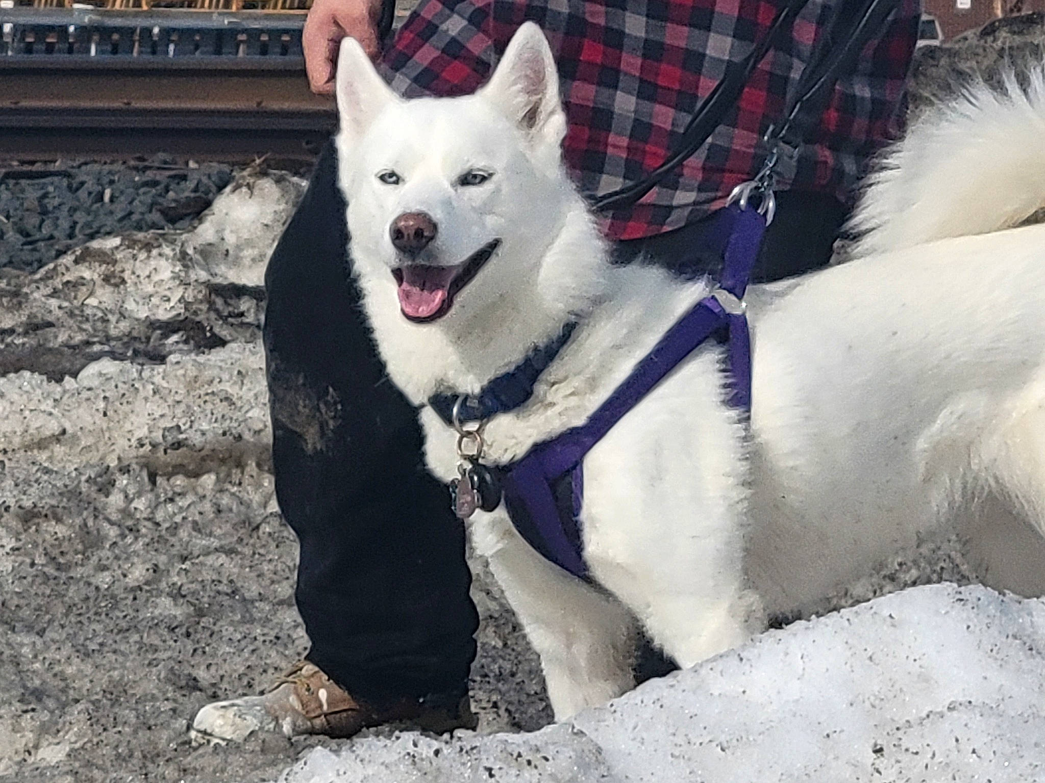 Luna joined the competition — help win amazing prizes! canidae, carnivore, collar, companion_dog, dog, dog_breed, dog_collar, dog_supply, fang, fashion_accessory, fur, leash, pattern, pet_supply, plaid, snout, sporting_group, tail, tartan, working_animal