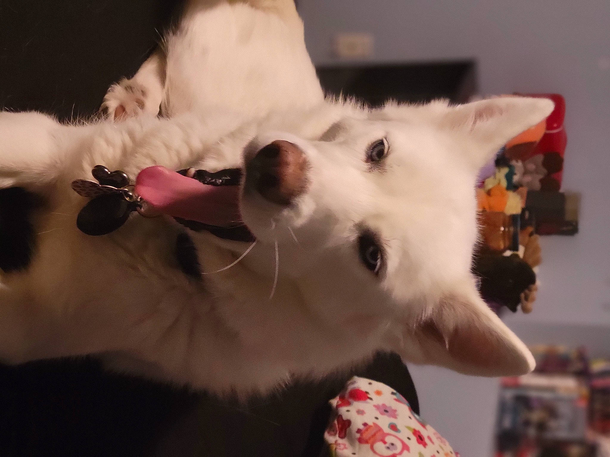 Luna is registered to the contest to win money with this photo: canidae, carnivore, collar, companion_dog, dog_breed, ear, event, eyelash, fawn, felidae, fur, head, non_sporting_group, small_to_medium_sized_cats, snout, tail, terrestrial_animal, whiskers, working_animal