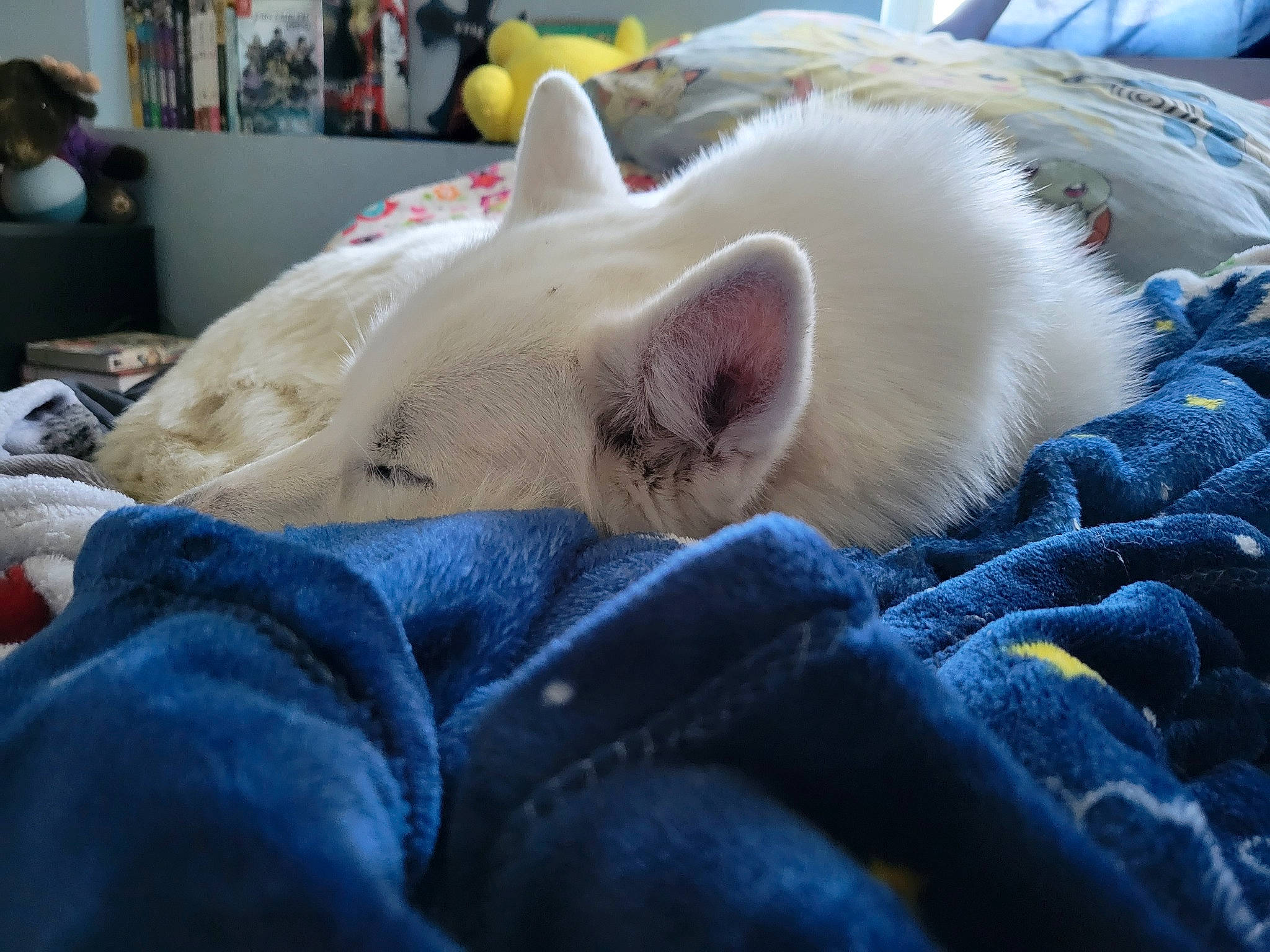 Luna joined the competition — help win amazing prizes! bed, carnivore, cat, claw, comfort, domestic_short_haired_cat, electric_blue, fawn, felidae, foot, fur, linens, nap, paw, sleep, small_to_medium_sized_cats, snout, tail, toe, whiskers