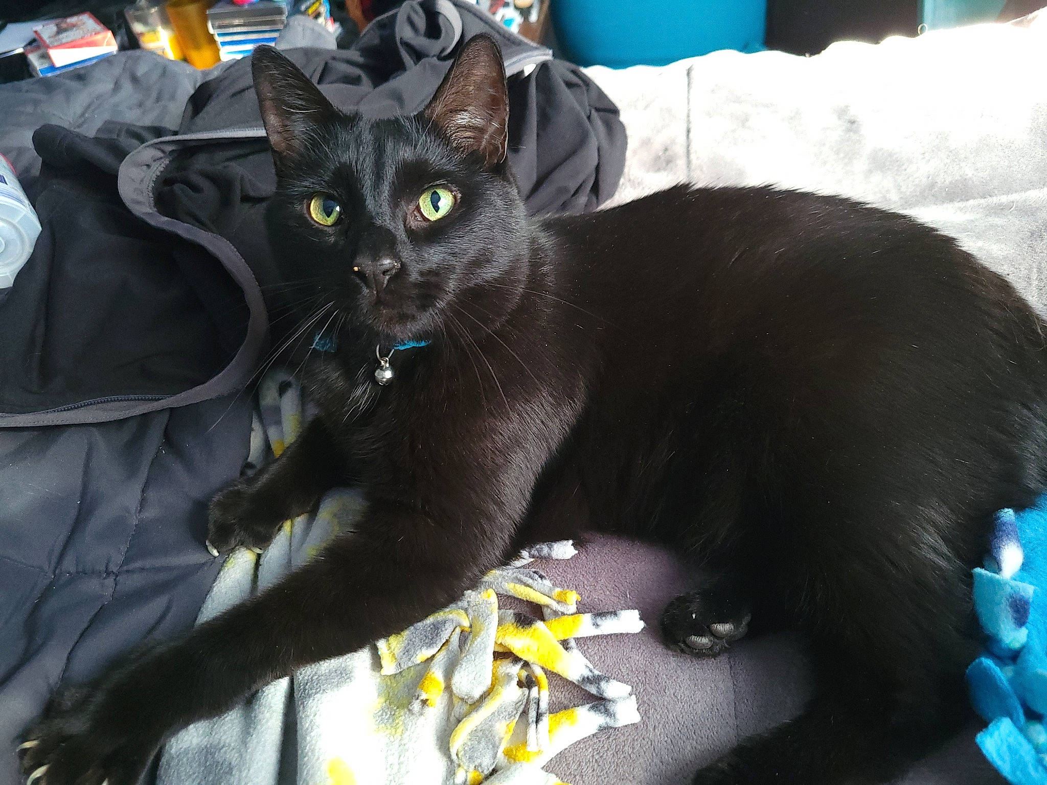 Jett joined the competition — help win amazing prizes! black_cat, blue, bombay, carnivore, cat, claw, comfort, domestic_short_haired_cat, electric_blue, felidae, fur, grey, havana_brown, linens, paw, sitting, small_to_medium_sized_cats, tail, terrestrial_animal, whiskers