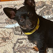 Yellow is registered to the contest to win money with this photo: dog, black_dog, pet, yellow_collar, ears, animal, curious, lying_down, indoor, rug, floor, close_up, canine, cute, small_dog, alert, looking_at_camera, fur, companion, domestic_animal