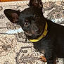 dog, black_dog, pet, yellow_collar, ears, animal, curious, lying_down, indoor, rug, floor, close_up, canine, cute, small_dog, alert, looking_at_camera, fur, companion, domestic_animal