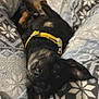 Yellow is registered to the contest to win money with this photo: dog, black_dog, yellow_collar, blanket, patterned_blanket, lying_down, upside_down, pet, indoor, cozy, cute, relaxed, animal, fur, ears, snout, bed, resting, companion, domestic_animal