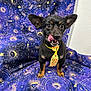 Yellow is registered to the contest to win money with this photo: dog, small_dog, black_dog, polka_dot_tie, colorful_tie, licking_lips, large_ears, cosmic_blanket, star_pattern, moon_pattern, indoor, pet, cute, animal, portrait, sitting, fur, looking, funny_expression, background