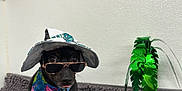 Yellow is registered to the contest to win money with this photo: dog, sunglasses, hat, bandana, blanket, indoor, decorations, wall, toy, green, black_dog, small_dog, costume, accessory, pet, cute, portrait, texture, holiday, summer