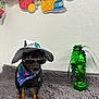dog, sunglasses, hat, bandana, blanket, indoor, decorations, wall, toy, green, black_dog, small_dog, costume, accessory, pet, cute, portrait, texture, holiday, summer