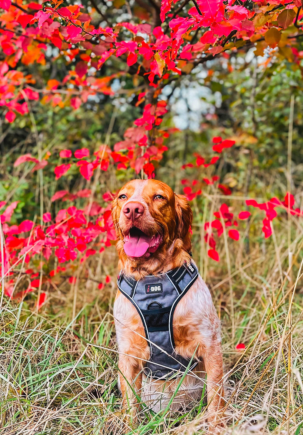 Riley participe au concours pour gagner de l'argent avec cette photo : carnivore, collar, companion_dog, deciduous, dog, dog_breed, dog_supply, fawn, flower, flowering_plant, grass, gun_dog, liver, natural_landscape, people_in_nature, petal, plant, spring, tree, twig