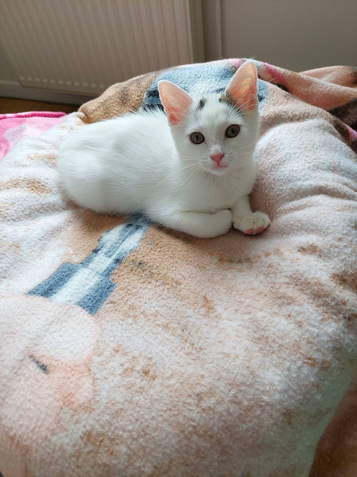 Tipex participe au concours pour gagner de l'argent avec cette photo : carnivore, cat, claw, comfort, domestic_short_haired_cat, eye, fawn, felidae, foot, fur, nail, paw, small_to_medium_sized_cats, tail, terrestrial_animal, whiskers