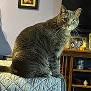 Gusgus is registered to the contest to win money with this photo: cat, gray_tabby, pet, animal, indoor, quilted_bedspread, furniture, wooden_shelf, photograph_frame, decor, living_room, curious, sitting, whiskers, ears, tail, portrait, closeup, household, cozy
