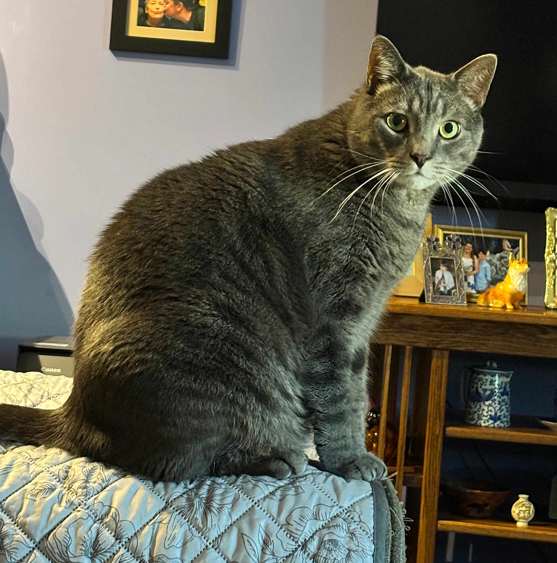 Gusgus is registered to the contest to win money with this photo: cat, gray_tabby, pet, animal, indoor, quilted_bedspread, furniture, wooden_shelf, photograph_frame, decor, living_room, curious, sitting, whiskers, ears, tail, portrait, closeup, household, cozy