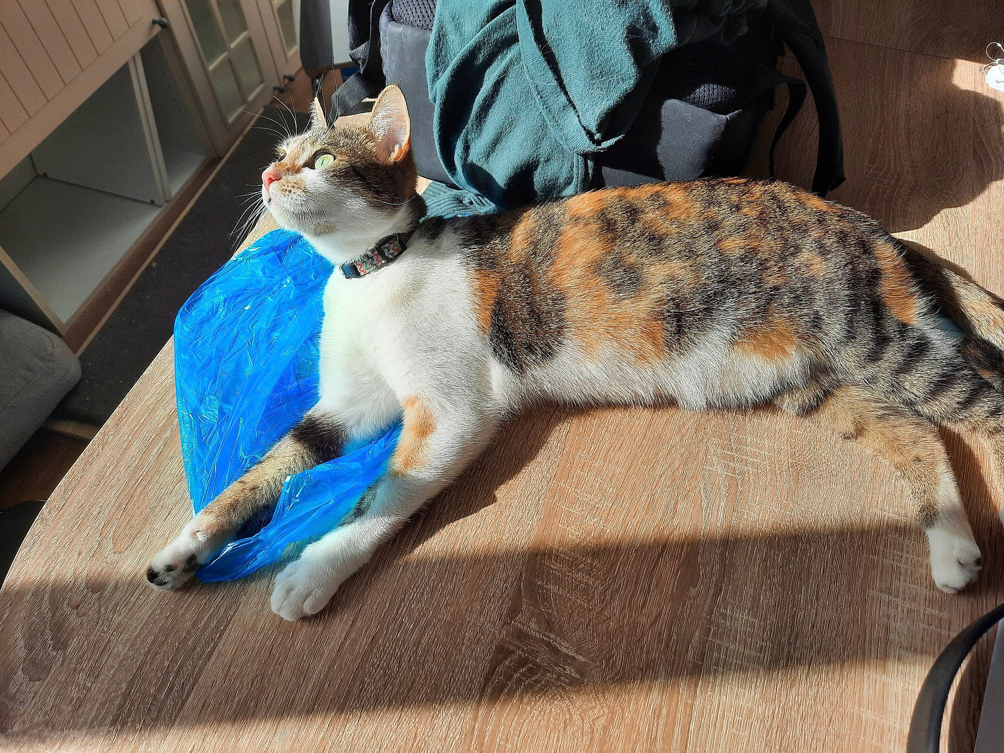 Perla participe au concours pour gagner de l'argent avec cette photo : cabinetry, carnivore, cat, claw, comfort, couch, domestic_short_haired_cat, felidae, flooring, fur, hardwood, linens, paw, room, small_to_medium_sized_cats, snout, tail, textile, whiskers, wood