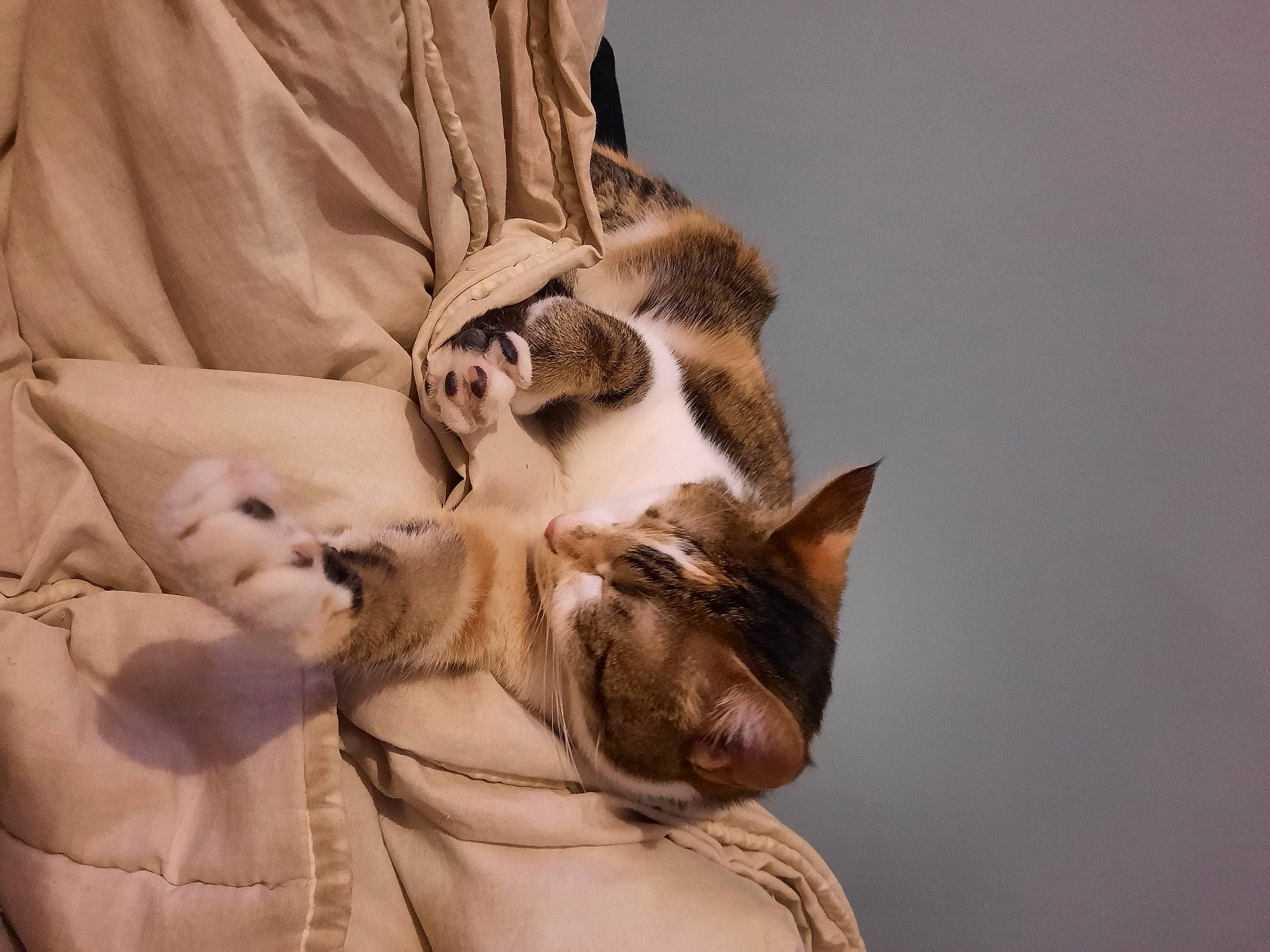 Perla participe au concours pour gagner de l'argent avec cette photo : canidae, carnivore, cat, comfort, companion_dog, dog_breed, domestic_short_haired_cat, ear, fawn, felidae, fur, human_leg, linens, paw, small_to_medium_sized_cats, sporting_group, tail, whiskers, window, wood