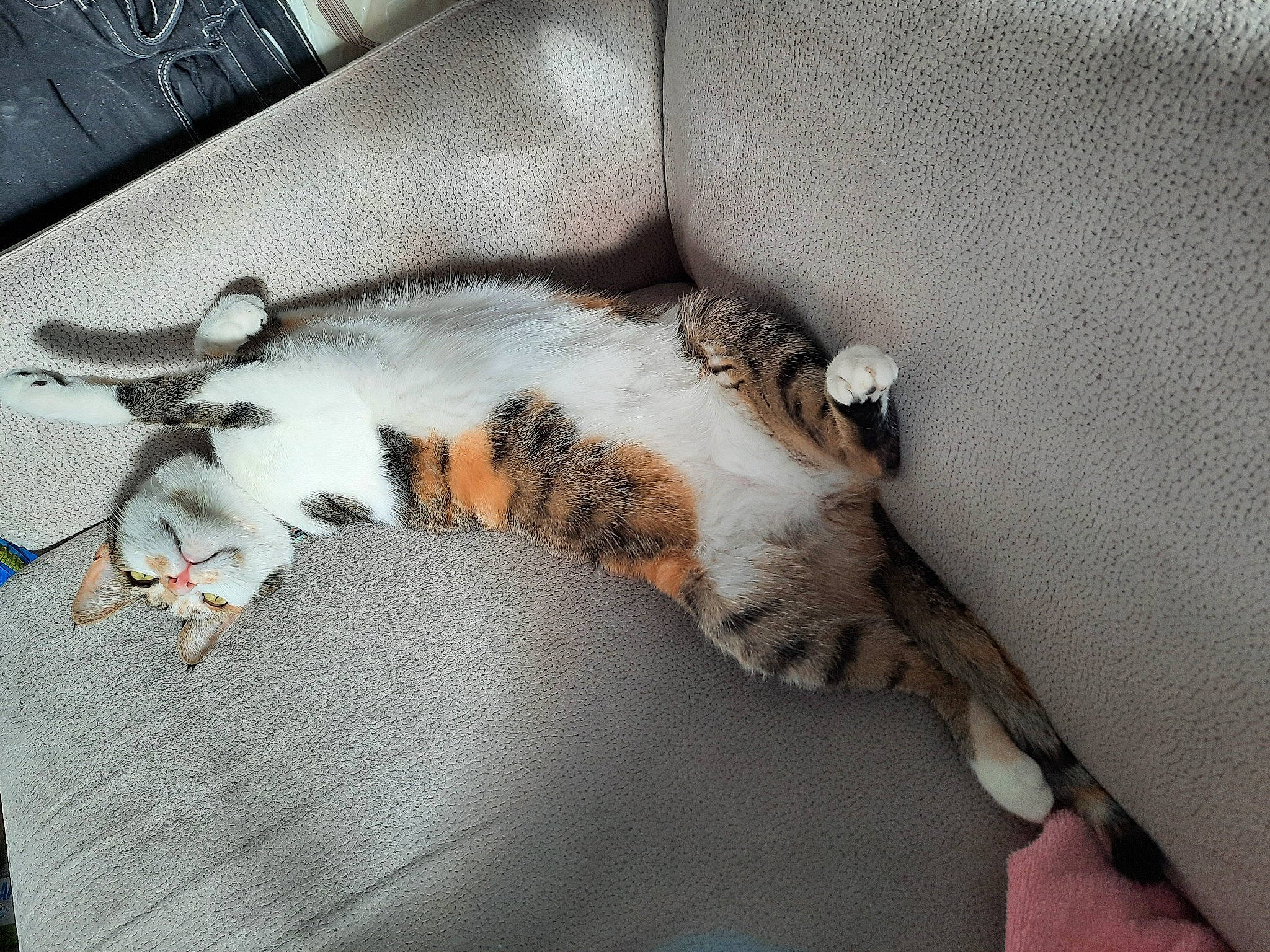 Perla a rejoint le concours — aidez-le/la à gagner de superbes lots ! canidae, carnivore, cat, claw, comfort, domestic_short_haired_cat, felidae, flooring, fur, grey, hardwood, nap, paw, sleep, small_to_medium_sized_cats, sporting_group, tail, terrestrial_animal, whiskers, wood