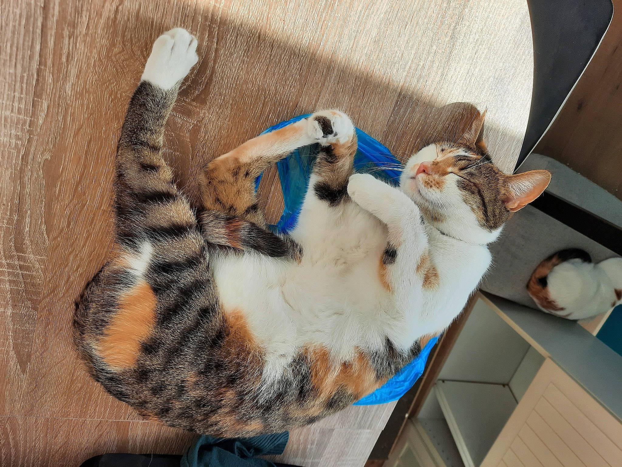 Perla participe au concours pour gagner de l'argent avec cette photo : carnivore, cat, claw, comfort, domestic_short_haired_cat, felidae, fur, mammal, nap, paw, small_to_medium_sized_cats, tail, textile, vertebrate, whiskers, window