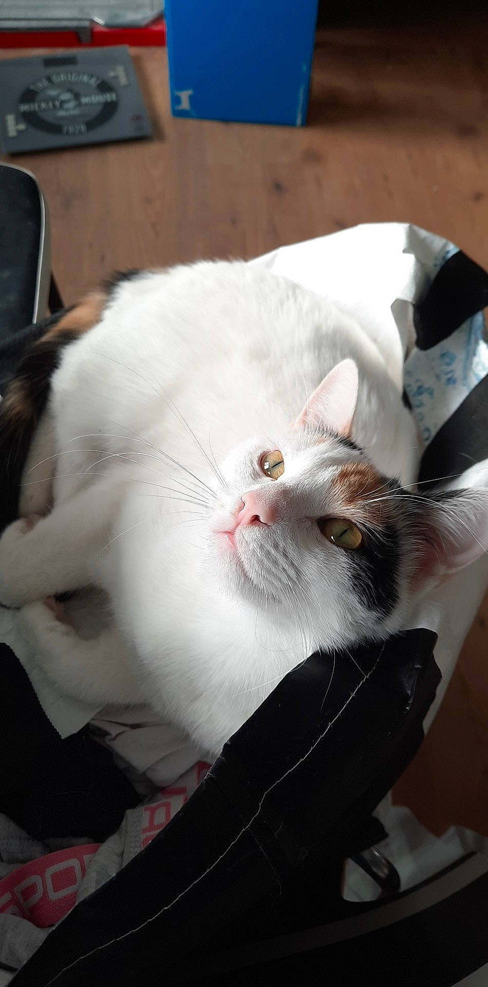 Kity a rejoint le concours — aidez-le/la à gagner de superbes lots ! carnivore, cat, claw, collar, comfort, domestic_short_haired_cat, ear, eye, fang, fawn, felidae, fur, nap, paw, sleep, small_to_medium_sized_cats, snout, tail, whiskers