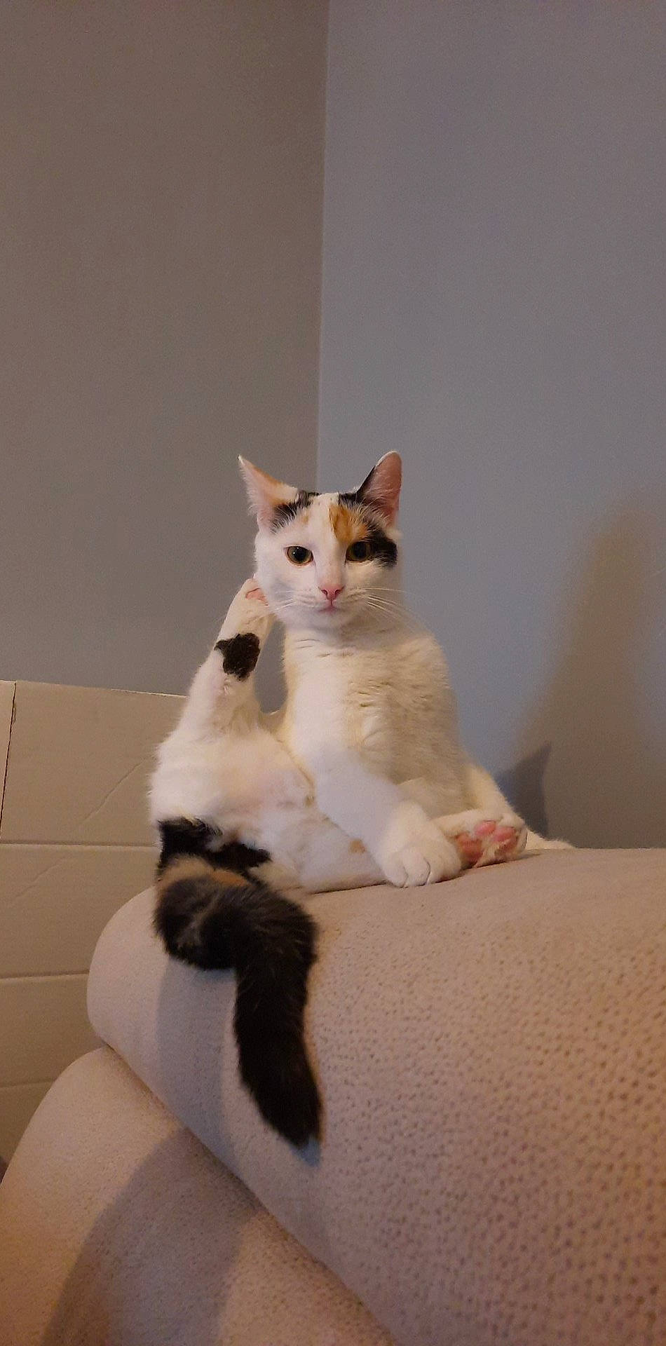 Kity a rejoint le concours — aidez-le/la à gagner de superbes lots ! carnivore, cat, comfort, domestic_short_haired_cat, fawn, felidae, fur, paw, sitting, small_to_medium_sized_cats, tail, whiskers