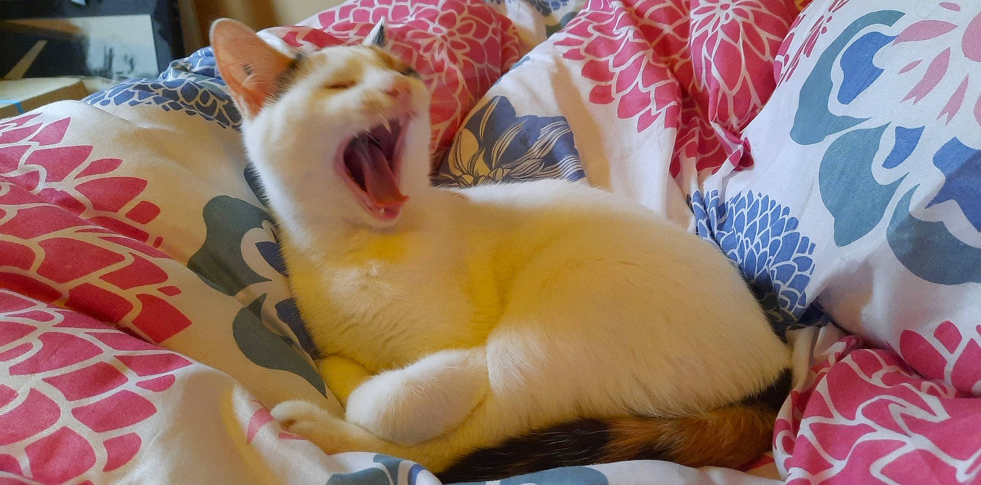 Kity participe au concours pour gagner de l'argent avec cette photo : canidae, carnivore, cat, claw, comfort, companion_dog, domestic_short_haired_cat, fang, fawn, felidae, foot, fur, paw, small_to_medium_sized_cats, snout, tail, textile, toy, whiskers, yawn