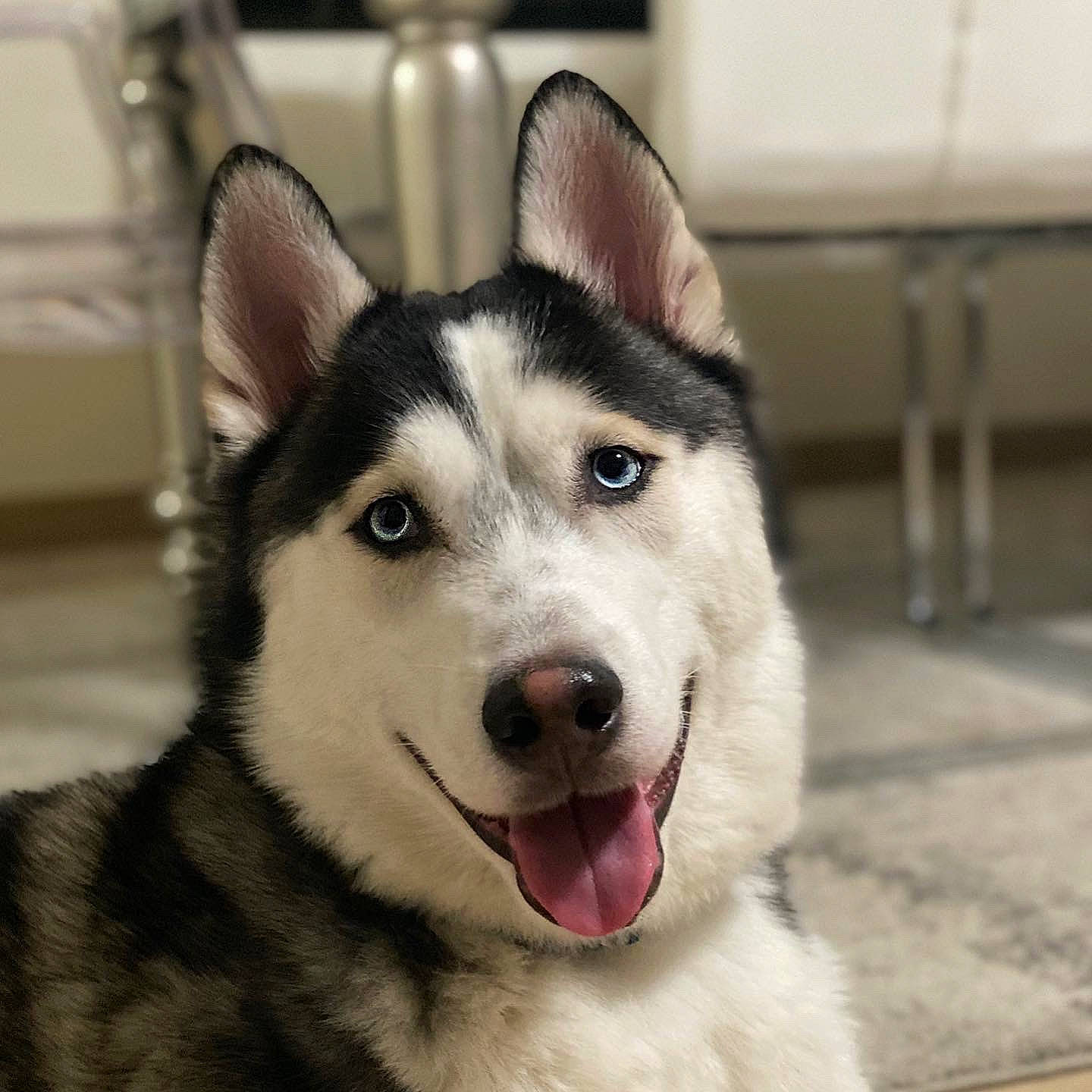 Thor joined the competition — help win amazing prizes! canidae, canis, carnivore, collar, companion_dog, dog, dog_breed, eye, fur, head, iris, jaw, siberian_husky, sled_dog, snout, sporting_group, terrestrial_animal, whiskers, working_animal, working_dog