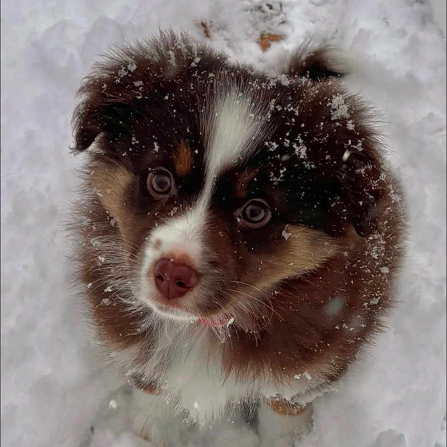 Nala a rejoint le concours — aidez-le/la à gagner de superbes lots ! adorable, animal, brown, cold, cute, dog, fluffy, fur, looking_up, nature, outdoor, pet, playful, puppy, small, snow, snowflakes, white, winter, young
