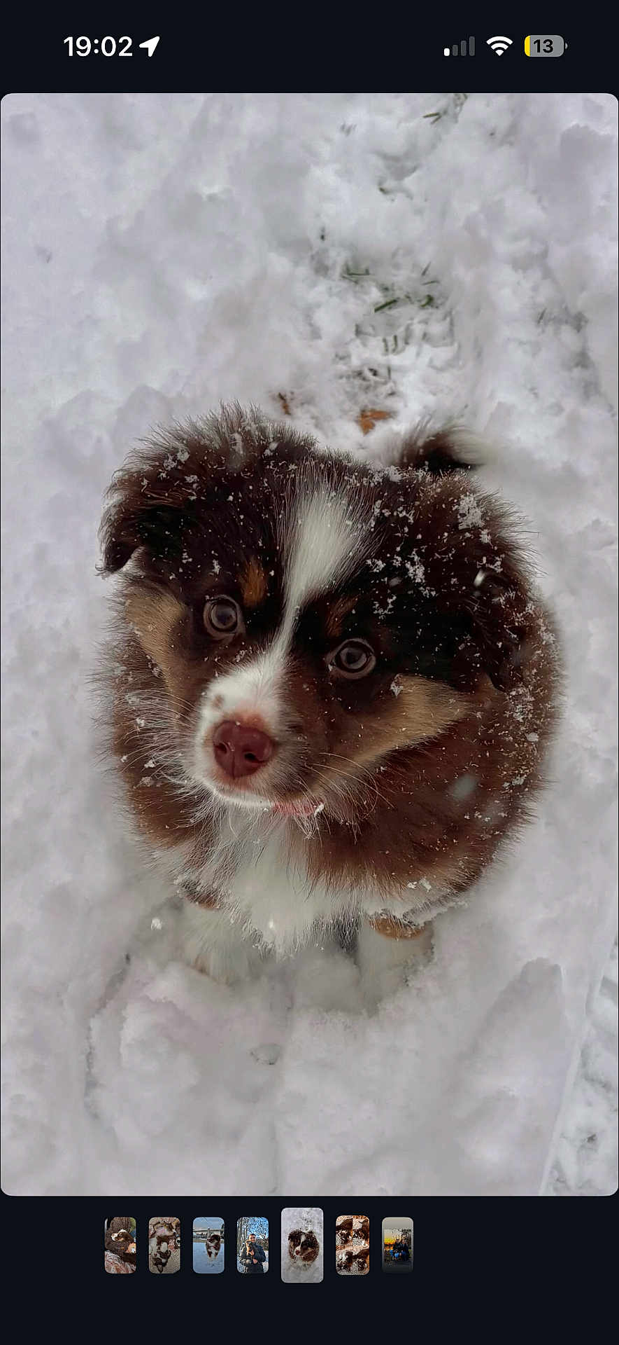 Nala a rejoint le concours — aidez-le/la à gagner de superbes lots ! puppy, dog, snow, winter, outdoor, cute, fur, animal, pet, fluffy, white, brown, adorable, small, nature, cold, snowflakes, looking_up, young, playful