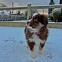 Nala a rejoint le concours — aidez-le/la à gagner de superbes lots ! puppy, dog, snow, outdoor, winter, cute, fur, collar, brown, white, pet, animal, garden, trees, fence, footprints, sky, cloudy, curious, young