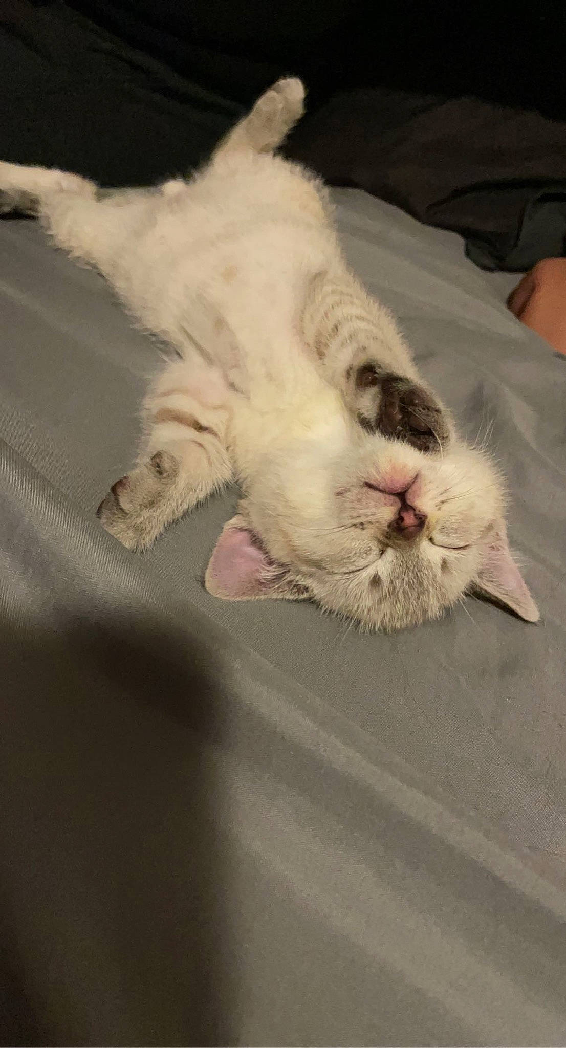 Jasper is registered to the contest to win money with this photo: canidae, carnivore, cat, claw, comfort, domestic_short_haired_cat, fang, fawn, felidae, foot, fur, gesture, nap, paw, sleep, small_to_medium_sized_cats, snout, tail, whiskers, yawn