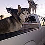 dog, husky, animal, canine, outdoor, sunset, truck, vehicle, pet, fur, mammal, tail, ears, sky, power_lines, metal_box, window, street, urban, nature