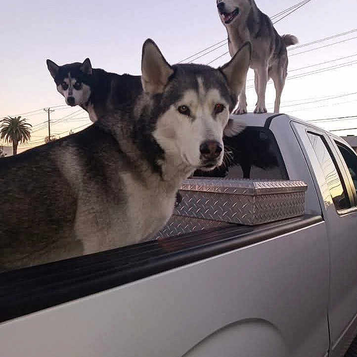 Jessica joined the competition — help win amazing prizes! animal, canine, dog, ears, fur, husky, mammal, metal_box, nature, outdoor, pet, power_lines, sky, street, sunset, tail, truck, urban, vehicle, window
