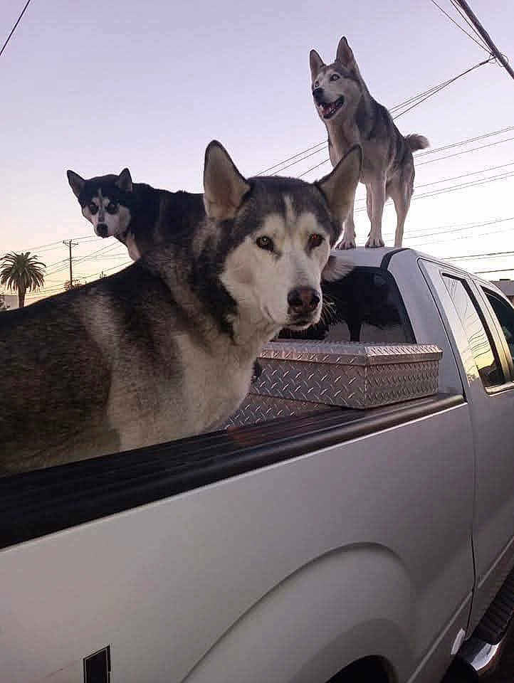 Jessica joined the competition — help win amazing prizes! dog, husky, animal, canine, outdoor, sunset, truck, vehicle, pet, fur, mammal, tail, ears, sky, power_lines, metal_box, window, street, urban, nature