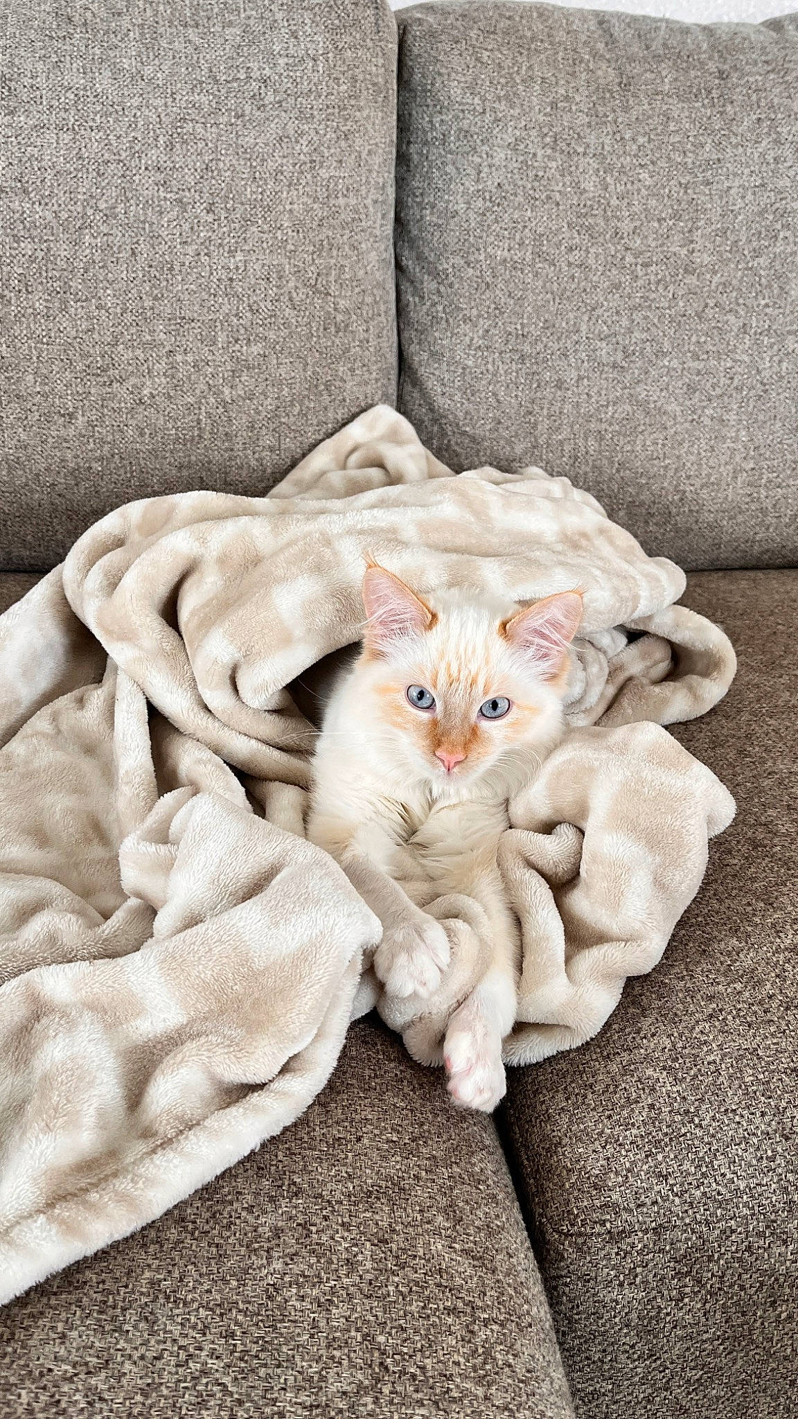 Chai is registered to the contest to win money with this photo: bed, bed_sheet, bedding, carnivore, cat, comfort, domestic_short_haired_cat, fawn, felidae, fur, grey, linens, paw, peach, sitting, small_to_medium_sized_cats, tail, textile, whiskers, wood
