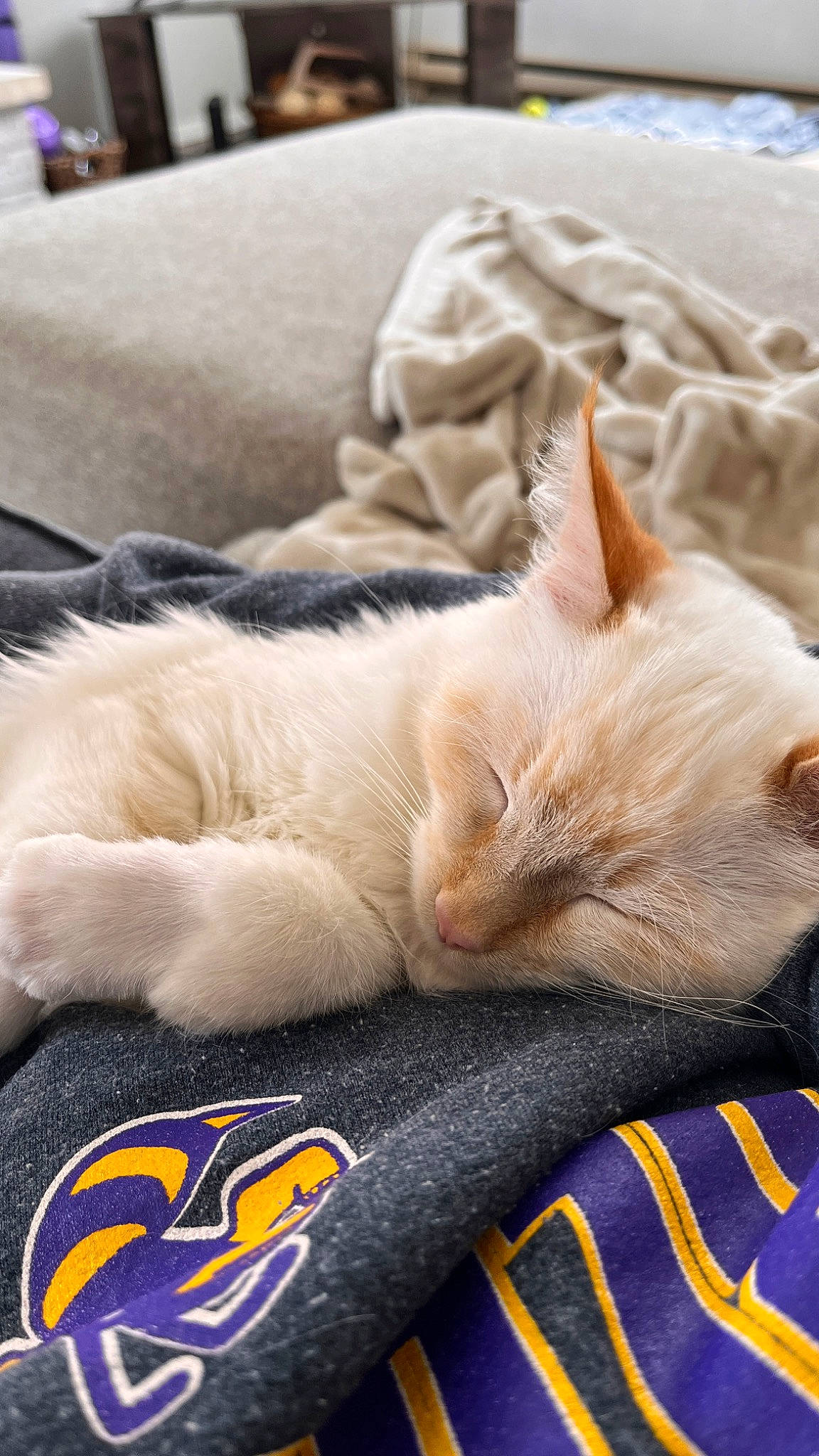 Chai is registered to the contest to win money with this photo: carnivore, cat, claw, comfort, domestic_short_haired_cat, fawn, felidae, fur, linens, mammal, nap, paw, photography, sitting, sleep, small_to_medium_sized_cats, snout, tail, vertebrate, whiskers