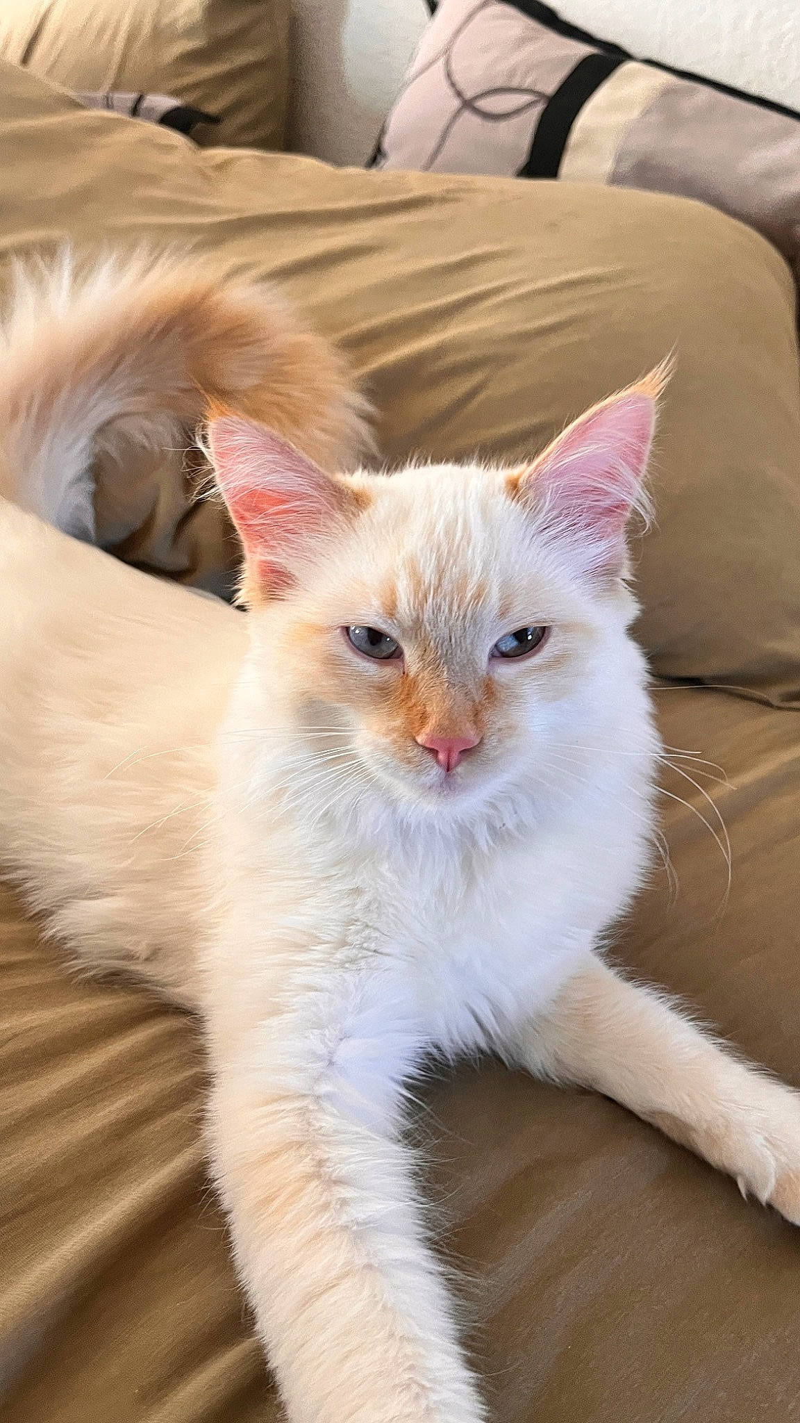 Chai joined the competition — help win amazing prizes! carnivore, cat, claw, comfort, domestic_short_haired_cat, fawn, felidae, fur, iris, paw, small_to_medium_sized_cats, snout, tail, terrestrial_animal, whiskers, window