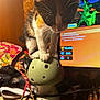 Rumi is registered to the contest to win money with this photo: cat, kitten, calico, animal, pet, mushroom, ceramic, desk, clutter, computer_screen, technology, whiskers, fur, indoor, curious, balance, playful, lighting, closeup, colorful