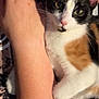 Rumi is registered to the contest to win money with this photo: calico_cat, cat, pet, animal, feline, snuggling, human_arm, close_up, indoor, domestic, whiskers, curious_eyes, fur, paw, resting, companion, warmth, patterned_fabric, cute, cozy