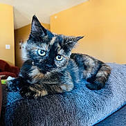 Tallulah joined the competition — help win amazing prizes! kitten, cat, tortoiseshell, pet, indoor, sofa, upholstery, couch, fur, whiskers, paws, eyes, closeup, portrait, relaxed, home_interior, curious, cozy, laying, yellow_wall