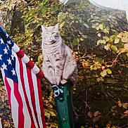 Artie joined the competition — help win amazing prizes! cat, gray_tabby, flag, american_flag, green_post, outdoor, foliage, shrubbery, nature, animal, pet, sitting, calm, majestic, daylight, leafy, wildlife, quiet, still, background
