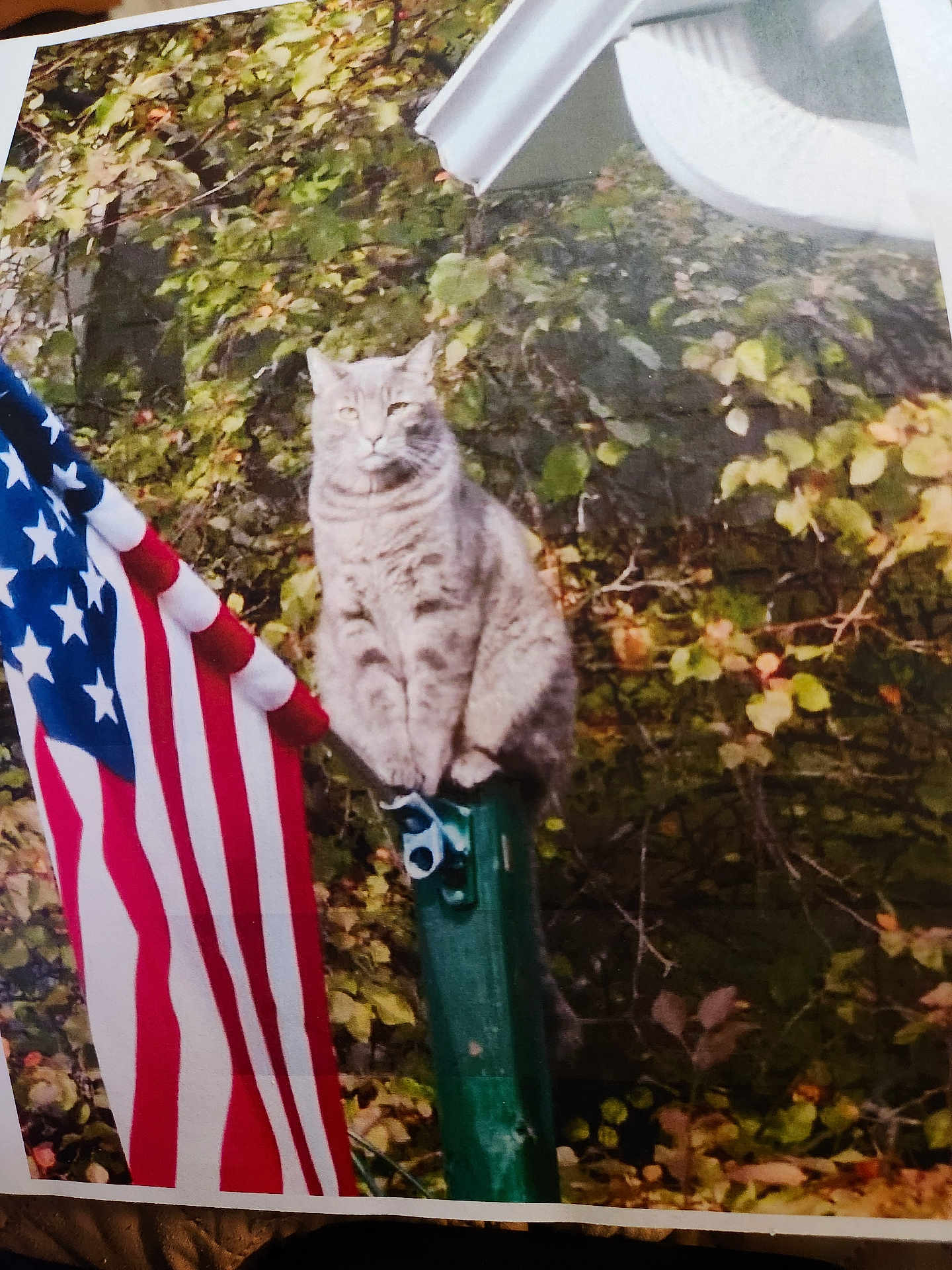 Artie joined the competition — help win amazing prizes! cat, gray_tabby, flag, american_flag, green_post, outdoor, foliage, shrubbery, nature, animal, pet, sitting, calm, majestic, daylight, leafy, wildlife, quiet, still, background