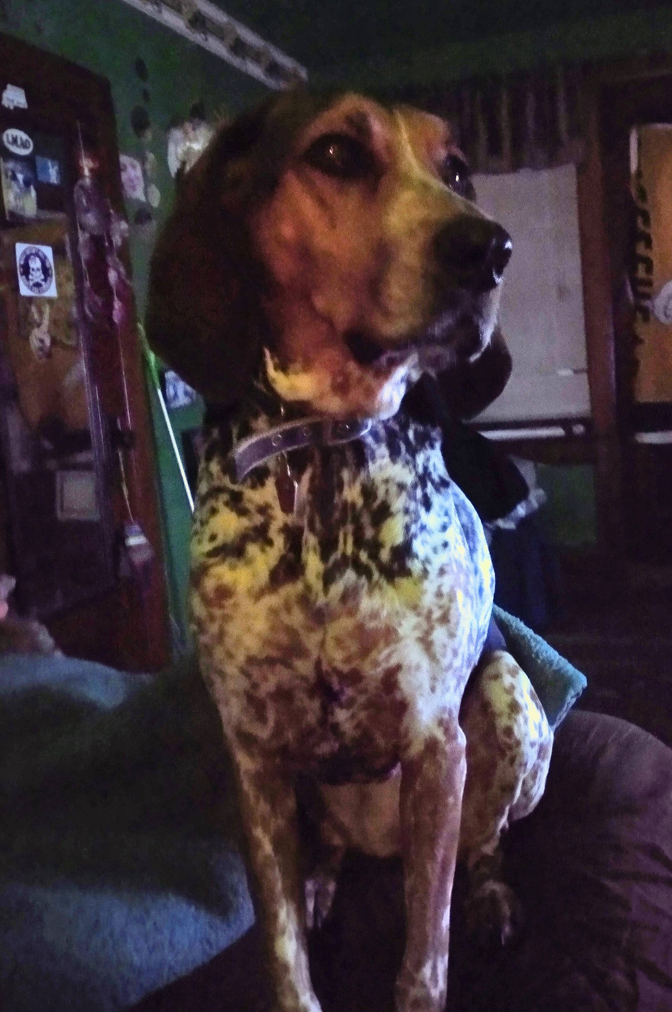 Bella is registered to the contest to win money with this photo: braque_francais, canidae, carnivore, companion_dog, dog, dog_breed, fawn, gun_dog, hound, hunting_dog, liver, metal, non_sporting_group, selfie, snout, sporting_group, vehicle_door, working_animal, working_dog