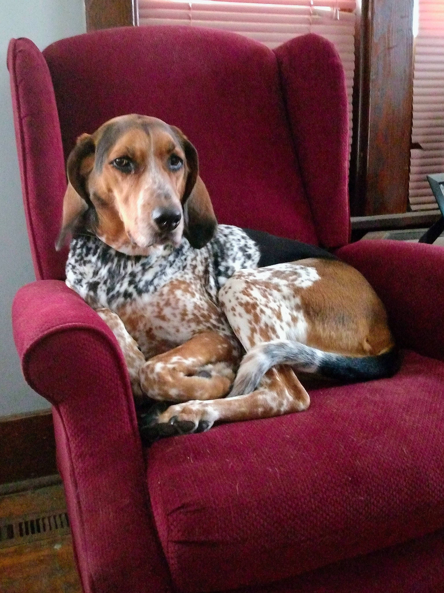 Bella is registered to the contest to win money with this photo: canidae, carnivore, chair, collar, comfort, companion_dog, couch, dog, dog_breed, dog_supply, fawn, flooring, furniture, hardwood, liver, living_room, pet_supply, room, sporting_group, working_animal