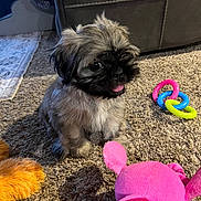 Piper joined the competition — help win amazing prizes! puppy, dog, carpet, toy, plush_toy, colorful, indoor, pet, small_dog, cute, tongue_out, furry, playful, floor, home, animal, pet_toy, sitting, adorable, brown