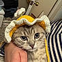 cat, kitten, gray_tabby, crocheted_hat, yellow_hat, flower, hand, striped_clothing, indoor, door, clothes, fur, whiskers, cute, pet, animal, portrait, closeup, calm, holding