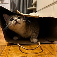 Hiro is registered to the contest to win money with this photo: cat, paper_bag, floor, wooden_floor, indoor, curious, whiskers, pet, animal, feline, playful, hiding, cute, domestic_cat, close_up, eyes, paws, brown, white, cozy