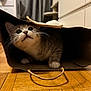 cat, paper_bag, floor, wooden_floor, indoor, curious, whiskers, pet, animal, feline, playful, hiding, cute, domestic_cat, close_up, eyes, paws, brown, white, cozy