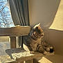 kitten, cat, cat_tree, sunlight, shadow, window, curtain, furniture, indoor, pet, furry, relaxed, cozy, beige, paw, whiskers, cute, animal, resting, domestic