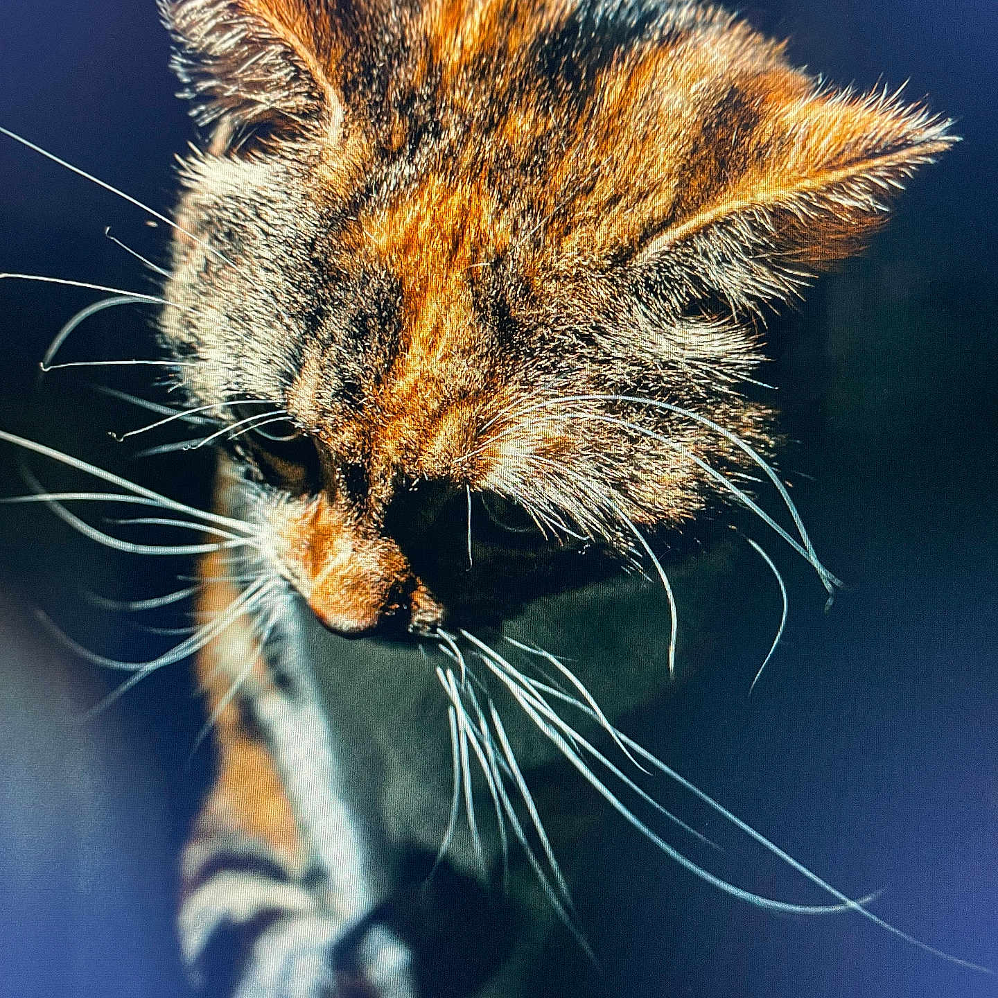 Kira a rejoint le concours — aidez-le/la à gagner de superbes lots ! cat, tabby, feline, close_up, portrait, whiskers, fur, ears, face, eyes, nose, animal, pet, domestic_cat, striped_fur, dramatic_lighting, blue_background, shallow_depth_of_field, mystery, photography