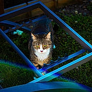 Obiwan a rejoint le concours — aidez-le/la à gagner de superbes lots ! cat, tabby_cat, pet, animal, feline, outdoors, garden, grass, metal_frame, blue, sitting, portrait, whiskers, ears, eyes, striped_fur, white_chest, facial_expression, backyard, nature