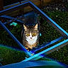 cat, tabby_cat, pet, animal, feline, outdoors, garden, grass, metal_frame, blue, sitting, portrait, whiskers, ears, eyes, striped_fur, white_chest, facial_expression, backyard, nature