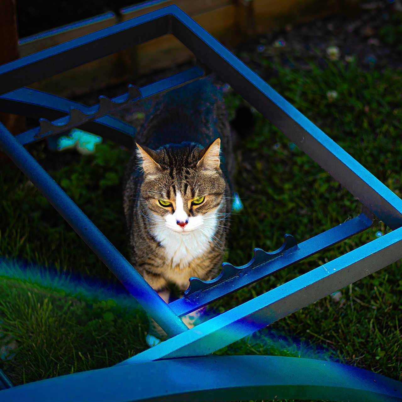 Obiwan a rejoint le concours — aidez-le/la à gagner de superbes lots ! cat, tabby_cat, pet, animal, feline, outdoors, garden, grass, metal_frame, blue, sitting, portrait, whiskers, ears, eyes, striped_fur, white_chest, facial_expression, backyard, nature