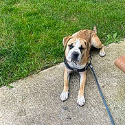 Fester is registered to the contest to win money with this photo: animal, bench, brown, canine, companion, concrete, daytime, dog, grass, harness, leash, looking_up, nature, outdoor, park, pavement, pet, resting, sidewalk, white